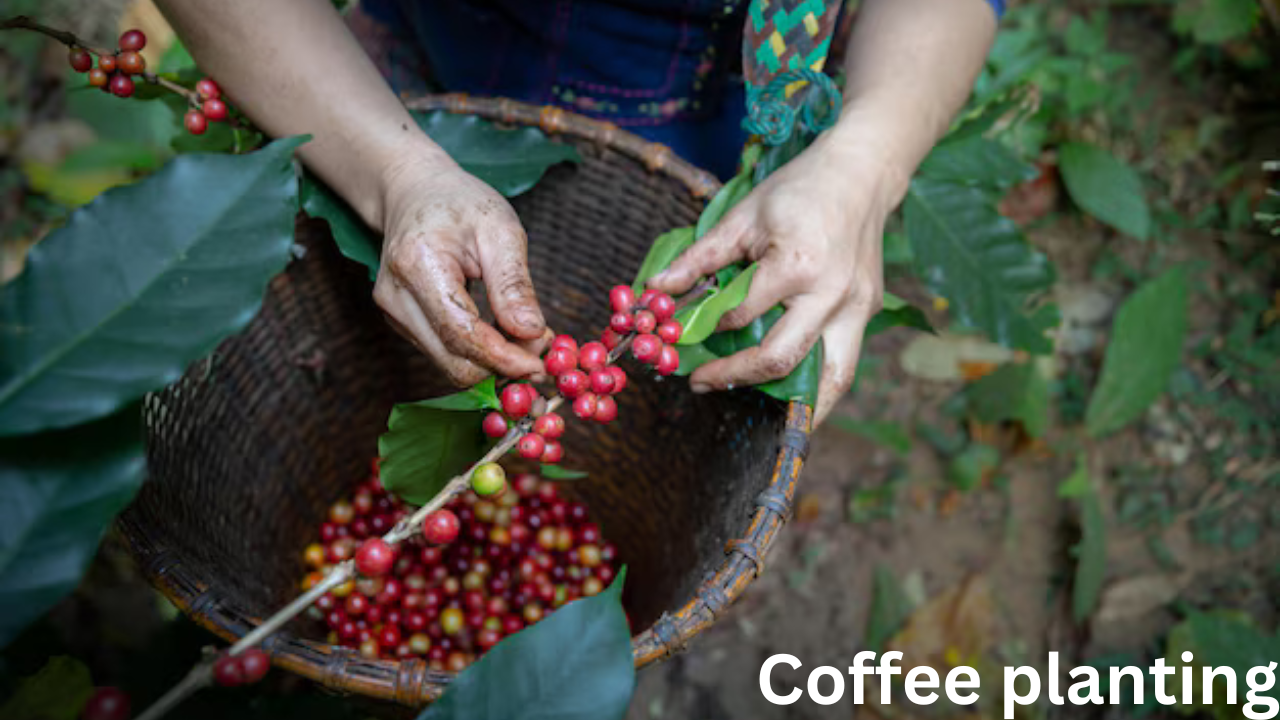 Coffee-planting WellHealthOrganic.com: Coffee Benefits, Side Effects, & More